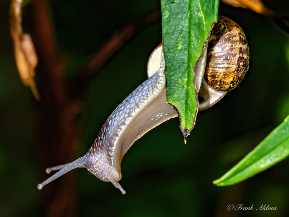 snail-1